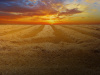 magnificent-view-wheat-field-cornfield-cereals