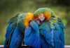 Parrots in Puerto Rico