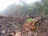 Amazon, deforestation, logging, rainforest, timber