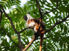 cotton-top tamarins, Colombia, forests, endangered, deforestation