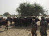 farmer herder conflict, Nigeria, Fulani, Hausa, climate security