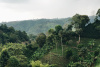 Salento, Colombia, coffee plantation, forest, agriculture, café