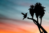 bird, tree, silhouette
