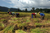 rice field, farming, Thailand
