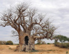 Baobab tree in Senegal